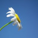 flower-daisy-white-flowers-day-sky-blue-petal